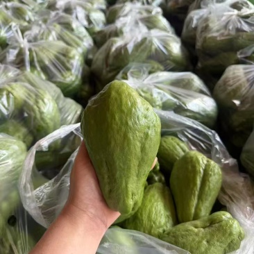云南精品佛手瓜大量供应全国发货价格可谈随行就市