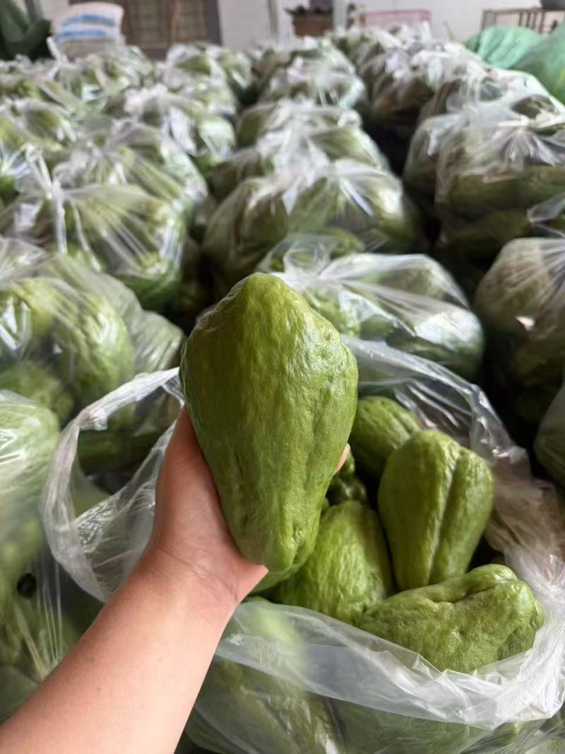 云南精品佛手瓜大量供应全国发货价格可谈随行就市