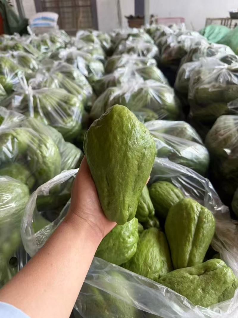云南精品佛手瓜大量供应全国发货价格可谈随行就市