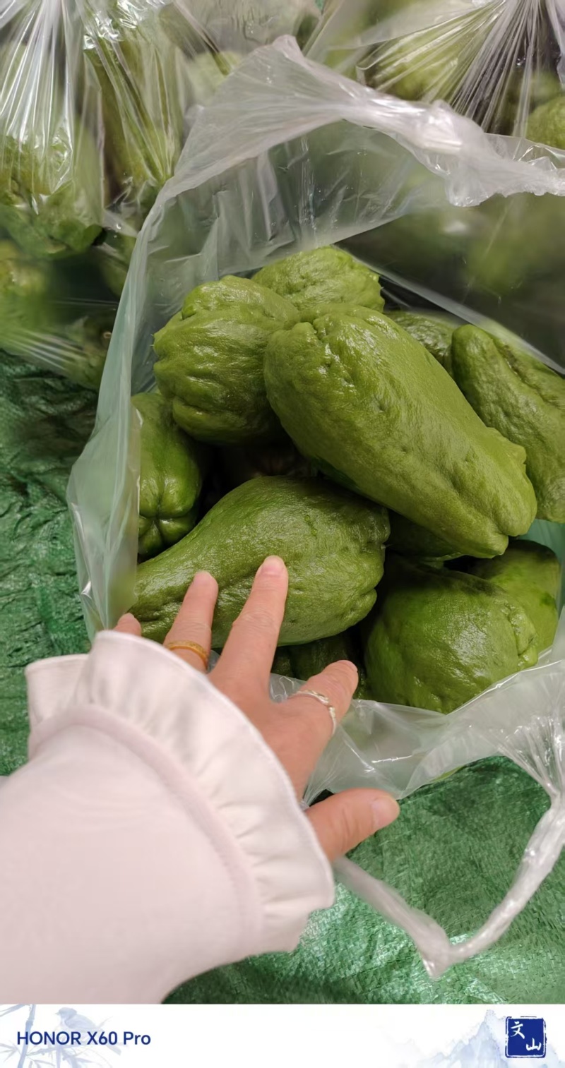 云南精品佛手瓜大量供应全国发货价格可谈随行就市