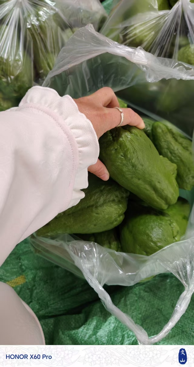 云南精品佛手瓜大量供应全国发货价格可谈随行就市