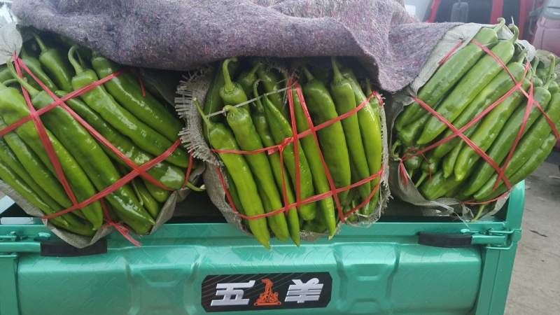山东绿尖椒大量上市诚信合作量大从优欢迎来电