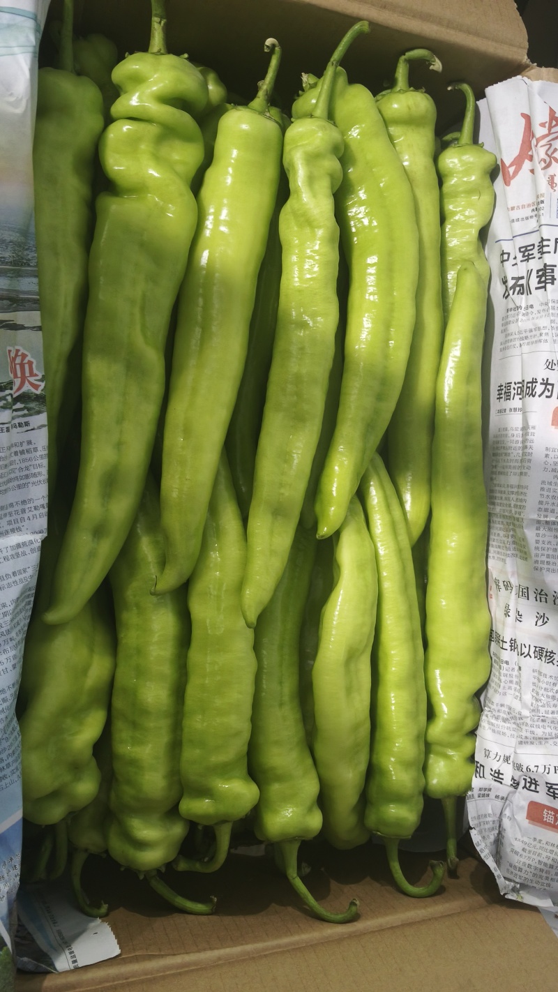 山东绿尖椒大量上市诚信合作量大从优欢迎来电
