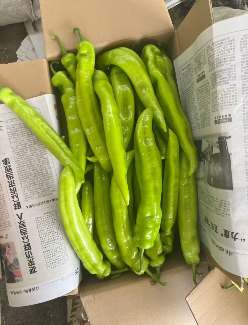山东绿尖椒大量上市诚信合作量大从优欢迎来电