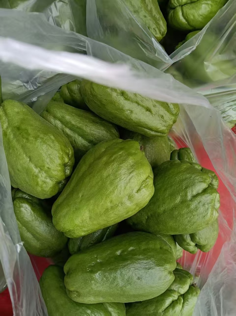 云南精品佛手瓜大量供应全国发货价格可谈随行就市