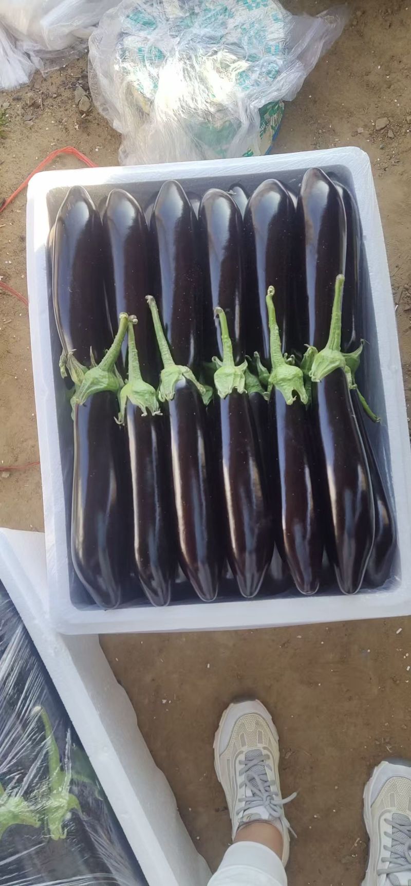 山东绿把长茄烧烤茄子大量接单货源充足欢迎来电咨询
