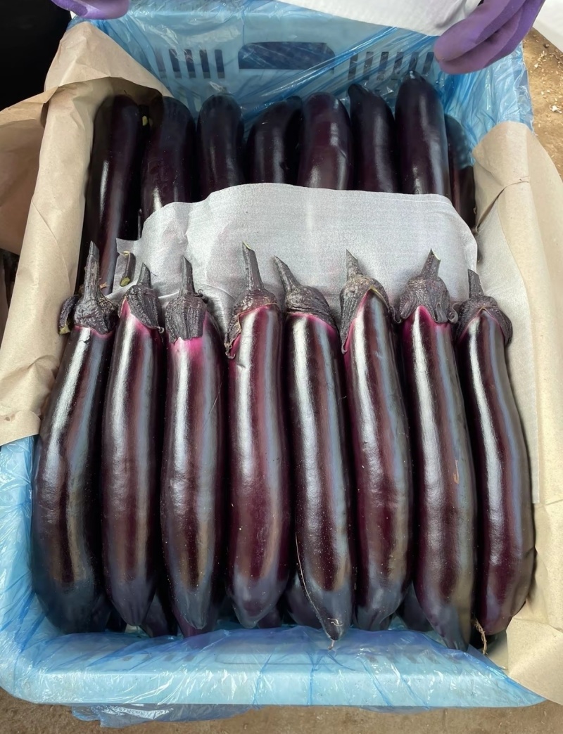 山东紫把长茄诚信合作量大从优品质保证欢迎来电咨询