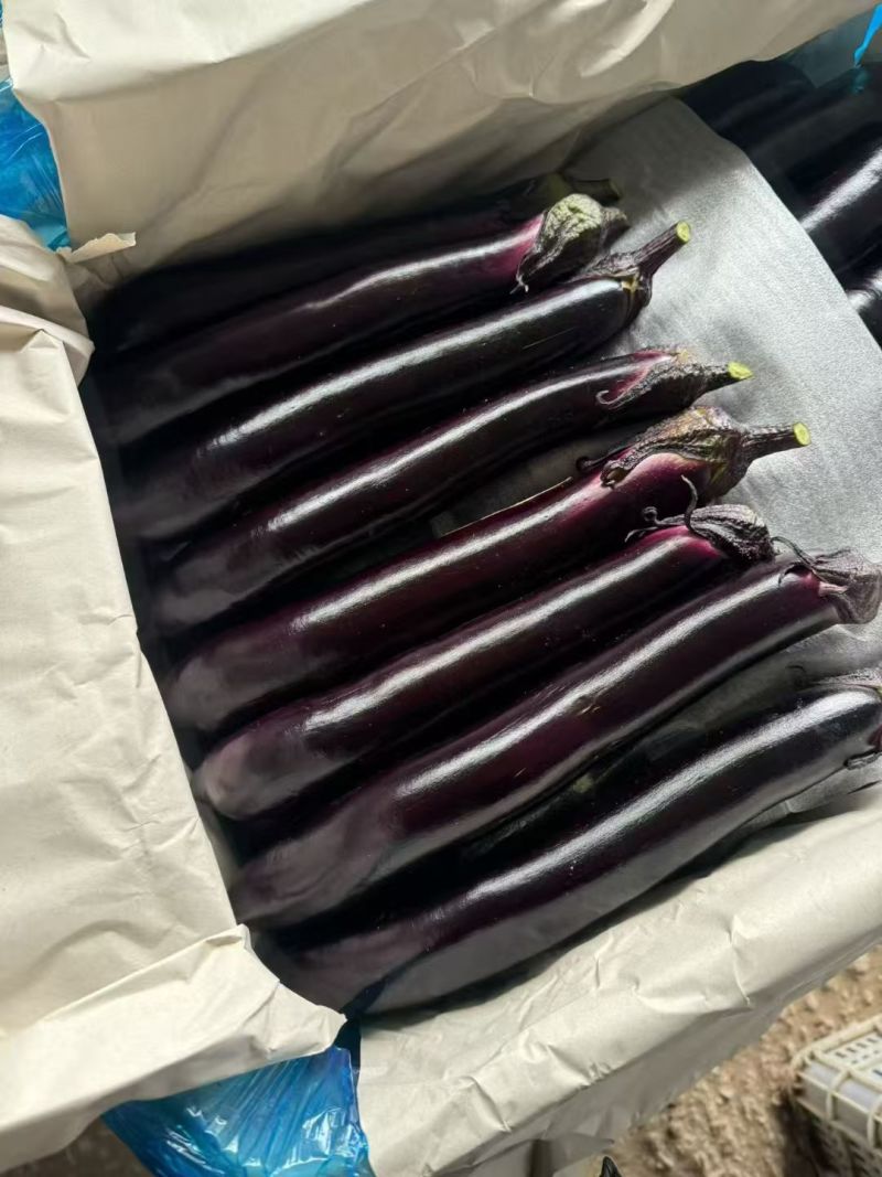 山东紫把长茄诚信合作量大从优品质保证欢迎来电咨询