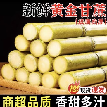 广西桂林甘蔗黄皮甘蔗基地一手货源脆甜多汁代发全国