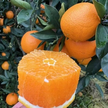 湖北宜昌长虹脐橙橙子产地直发皮薄多汁量大优惠