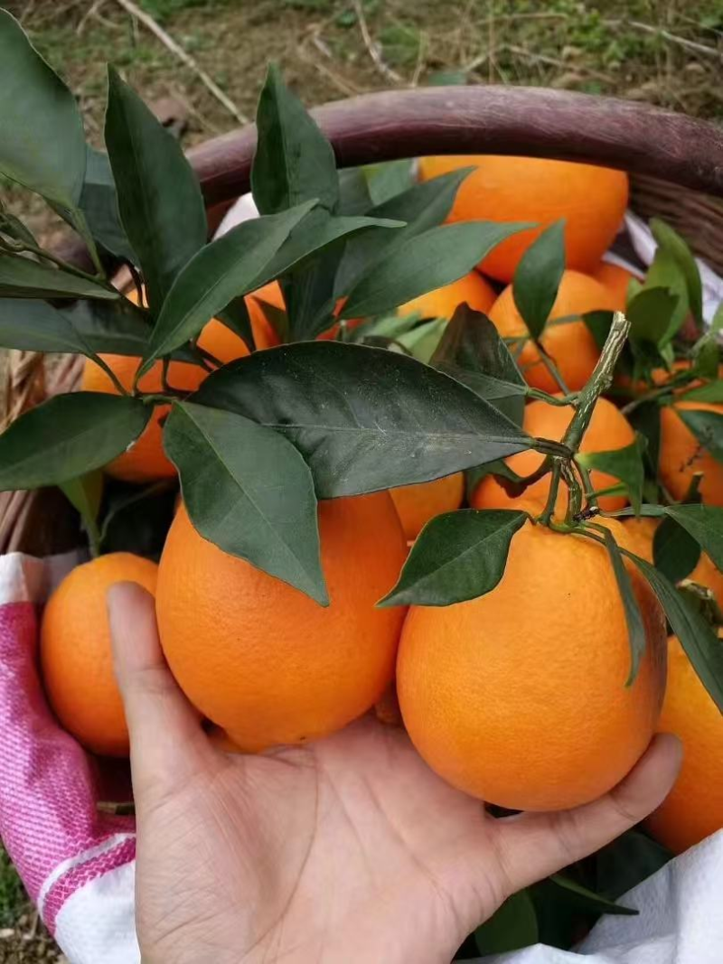 湖北宜昌长虹脐橙橙子产地直发皮薄多汁量大优惠