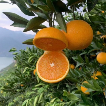 热卖推荐精品九月红脐橙果冻橙全国发货保质保量