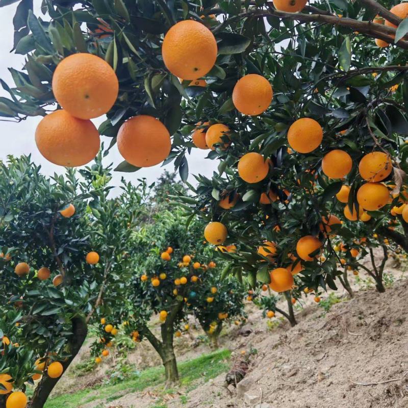 热卖推荐精品九月红脐橙果冻橙全国发货保质保量