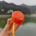 精品中华红橙血橙基地一手货源全国发货可视频