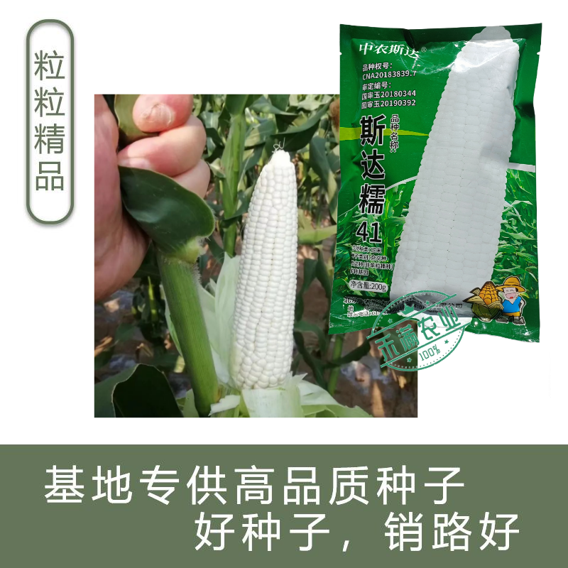 【斯达糯41】白糯玉米种子国审200g大包装大棒子杂交