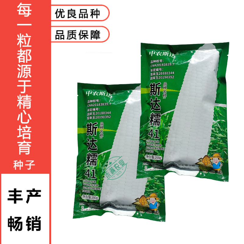 【斯达糯41】白糯玉米种子国审200g大包装大棒子杂交