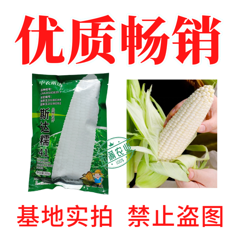 【斯达糯41】白糯玉米种子国审200g大包装大棒子杂交