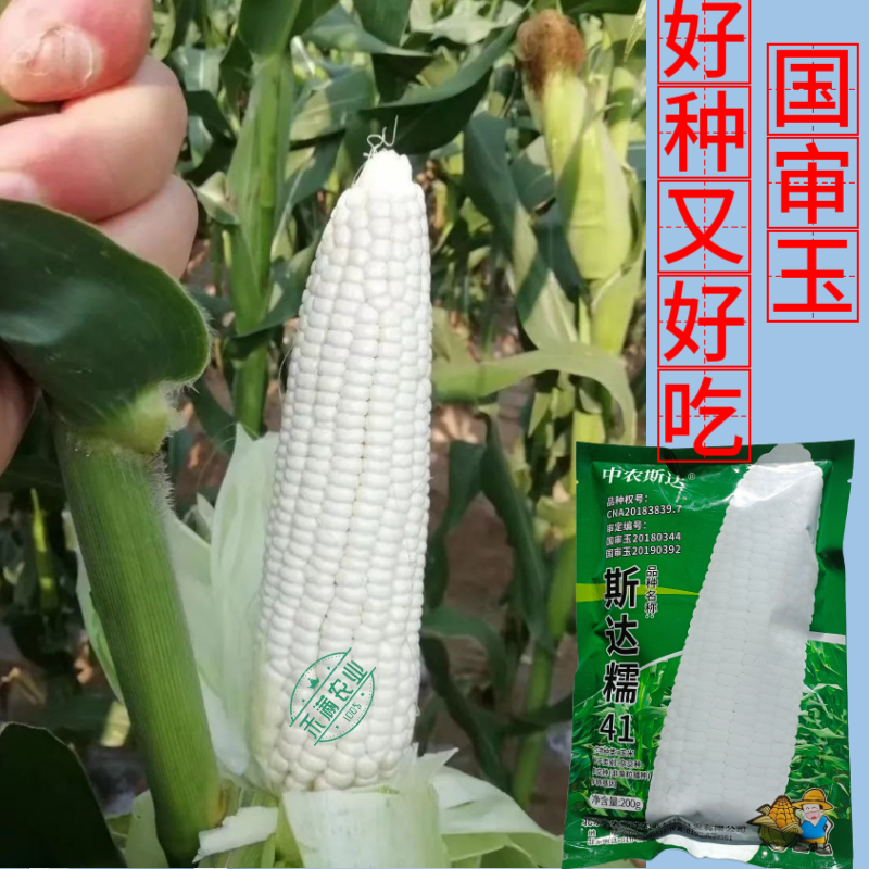 【斯达糯41】白糯玉米种子国审200g大包装大棒子杂交
