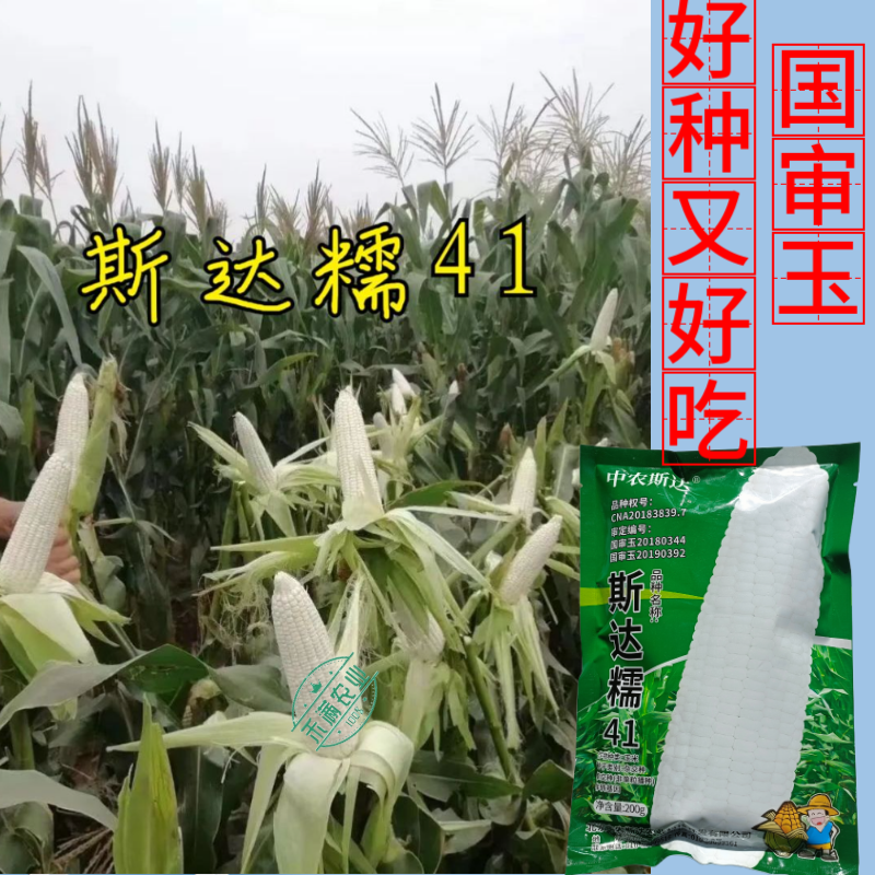 【斯达糯41】白糯玉米种子国审200g大包装大棒子杂交