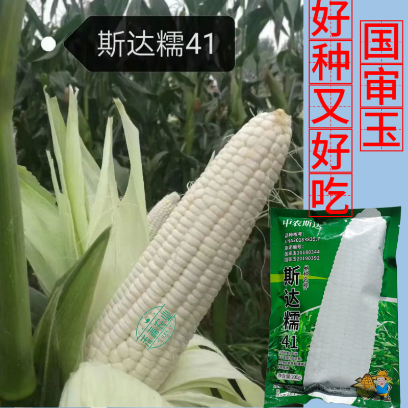 【斯达糯41】白糯玉米种子国审200g大包装大棒子杂交