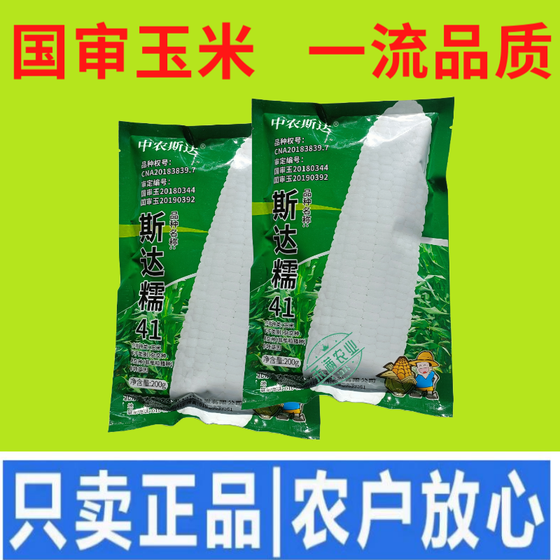 【斯达糯41】白糯玉米种子国审200g大包装大棒子杂交
