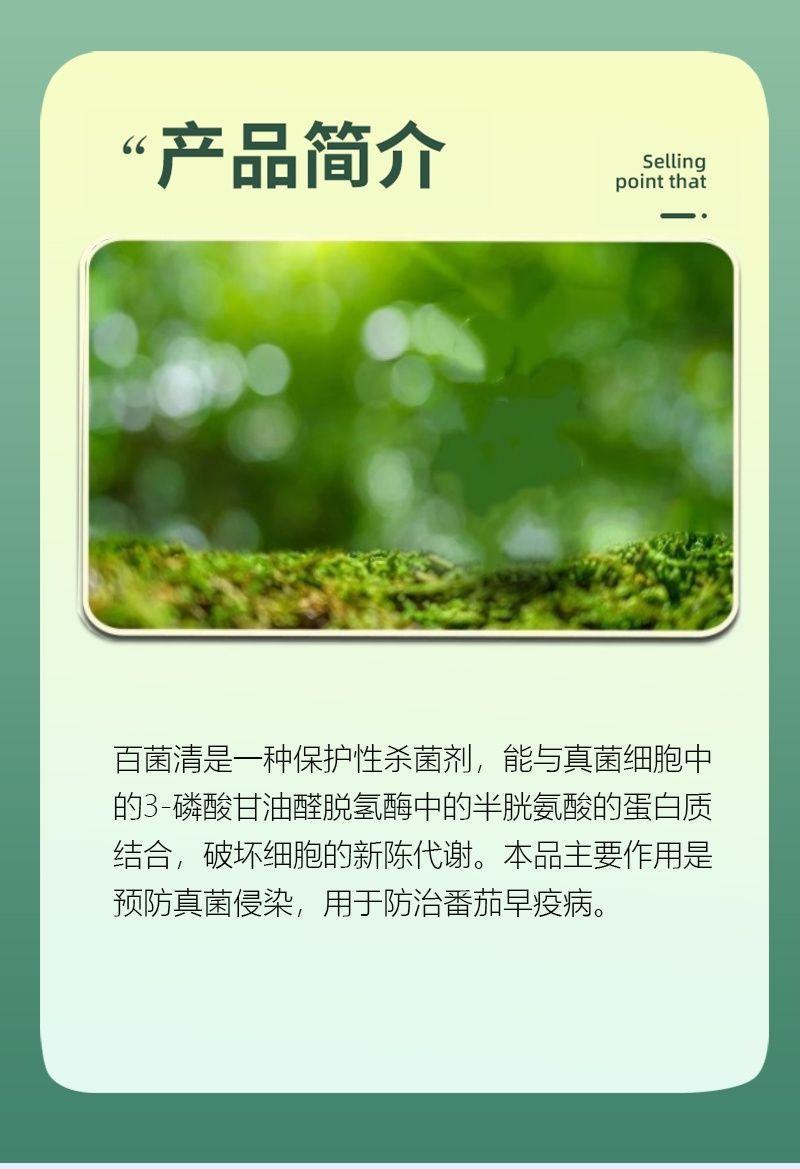 40%百菌清杀菌剂早疫病锈病炭疽病叶斑病霜霉病果树蔬菜农