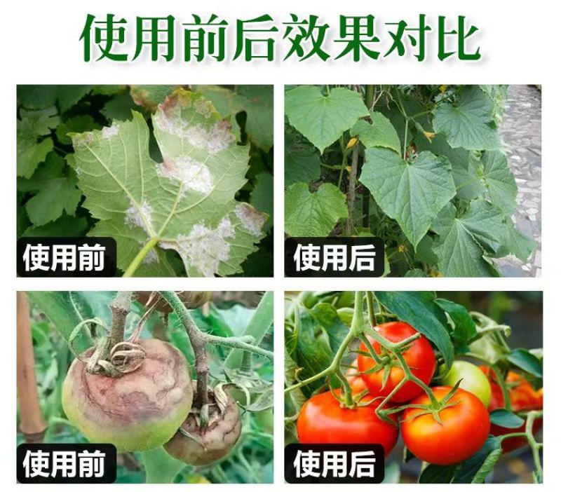 40%百菌清杀菌剂早疫病锈病炭疽病叶斑病霜霉病果树蔬菜农