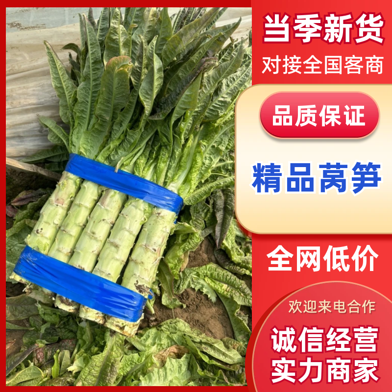 【精选】尖叶莴笋安徽埇桥莴笋产地直发货源充足