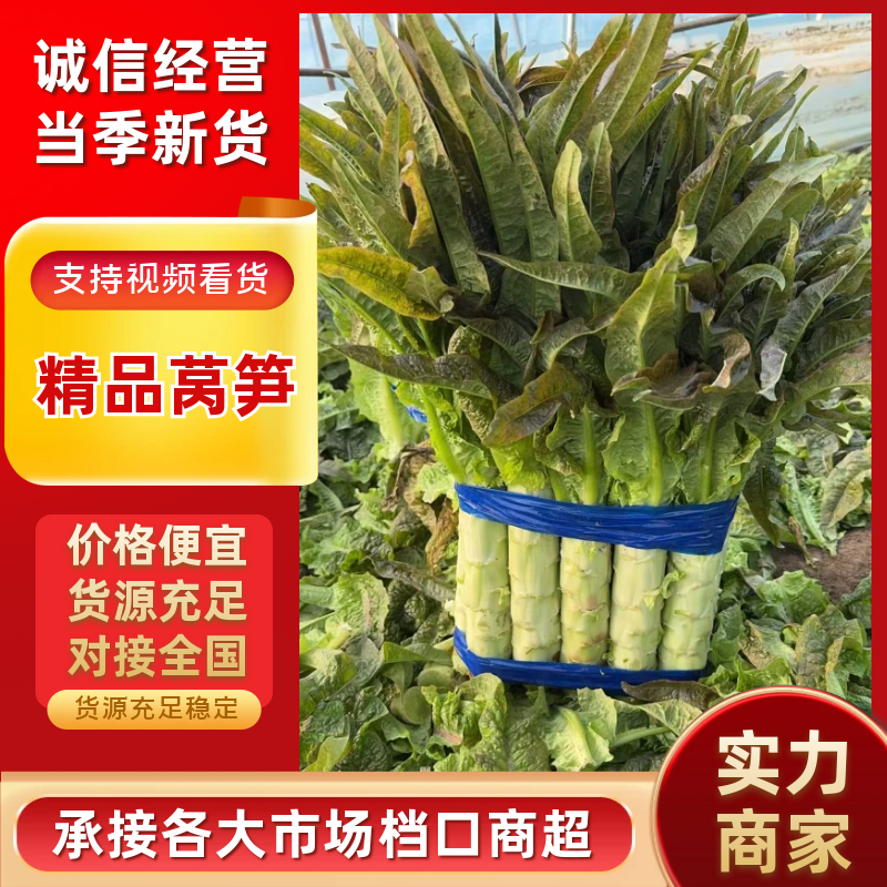 红尖叶莴苣安徽莴笋产地直发品质保障视频看货对接全国