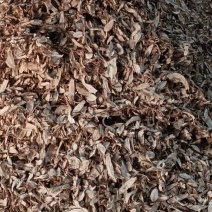 中药材白蔹水洗切片基地种植价格实惠对接药厂药店欢迎老板联系