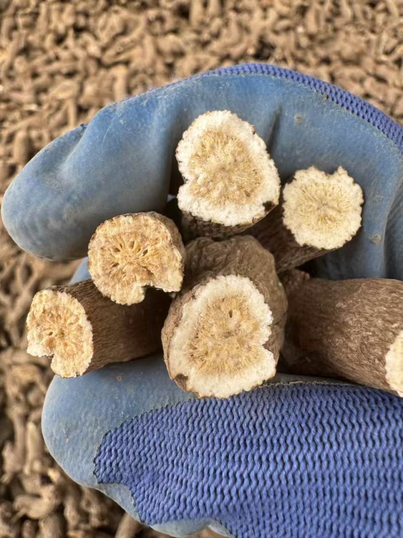精选干白术安徽药材基地直供质量保证一手货源量大优惠