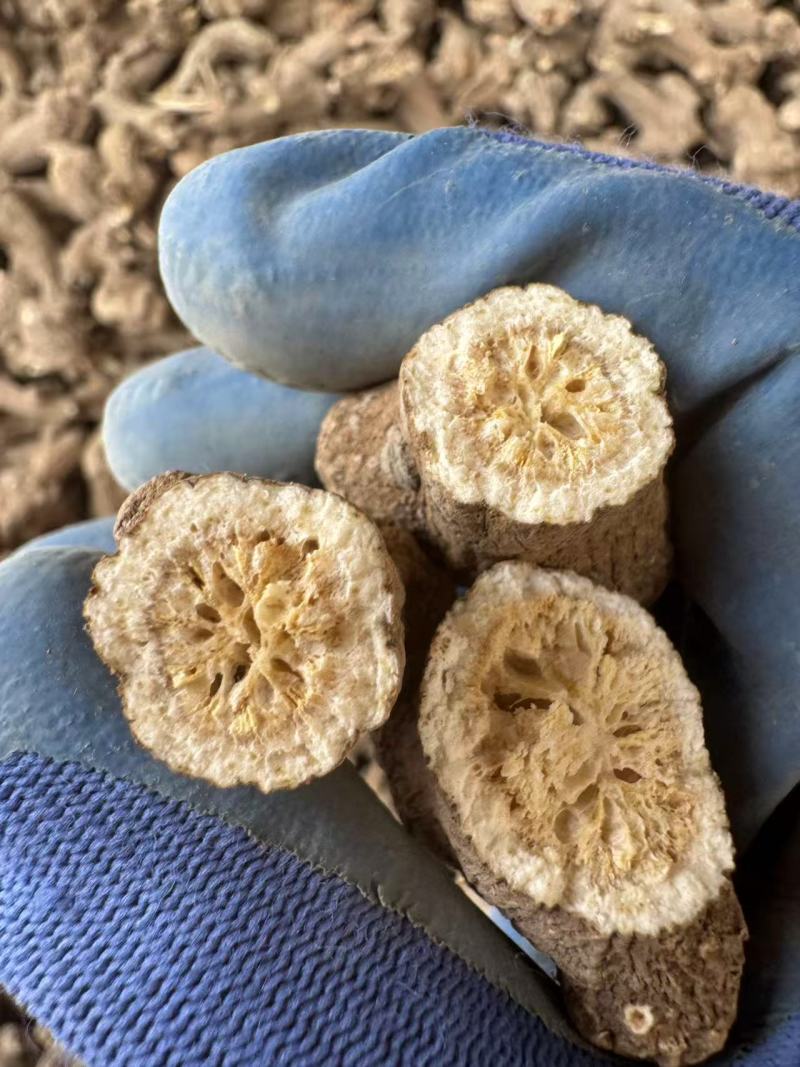精选干白术安徽药材基地直供质量保证一手货源量大优惠