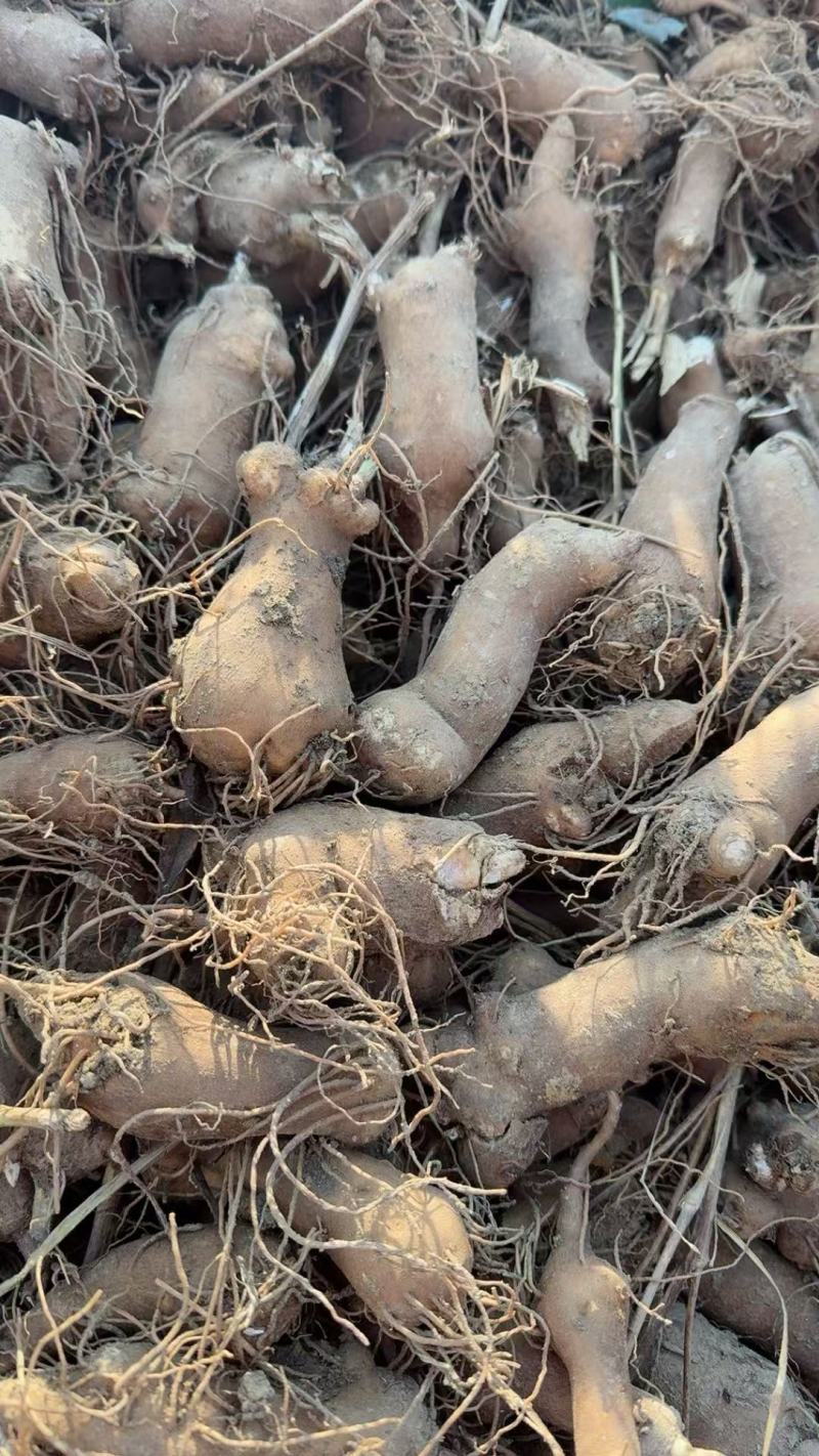 精选鲜白术安徽阜阳产地直供质量上乘货源充足量大优惠