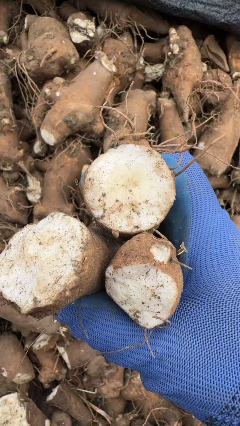精选鲜白术安徽阜阳产地直供质量上乘货源充足量大优惠