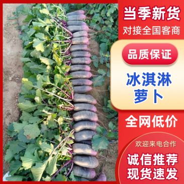 精品山东冰激凌萝卜,电商、团购、市场等,产地直供
