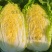 似锦大白菜种子不易抽苔黄芯炮弹型外叶绿早熟种籽农播王