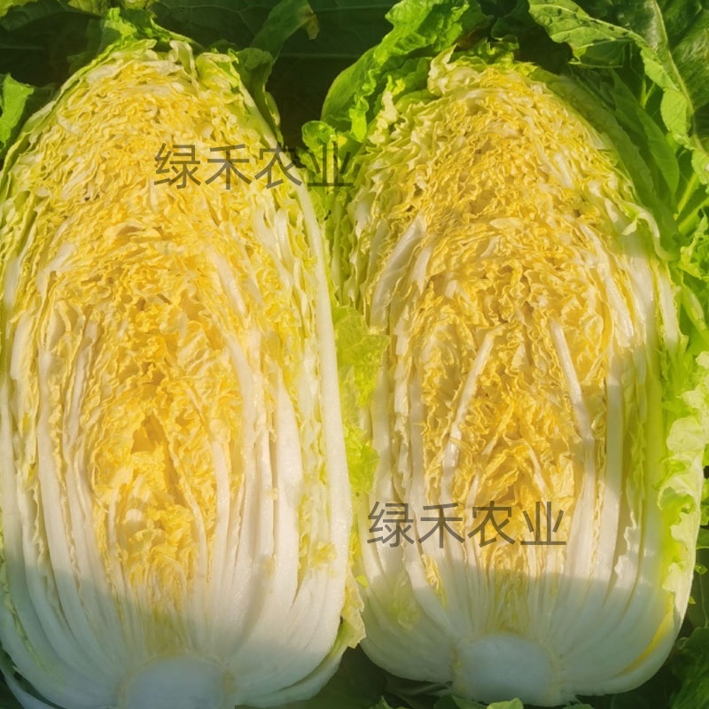 似锦大白菜种子不易抽苔黄芯炮弹型外叶绿早熟种籽农播王