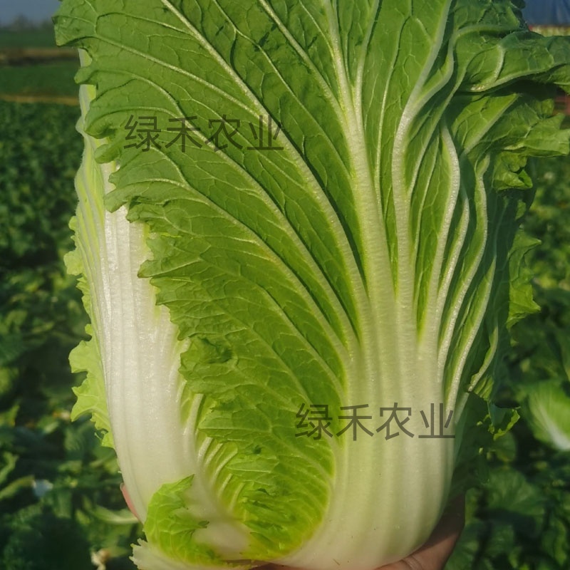 似锦大白菜种子不易抽苔黄芯炮弹型外叶绿早熟种籽农播王