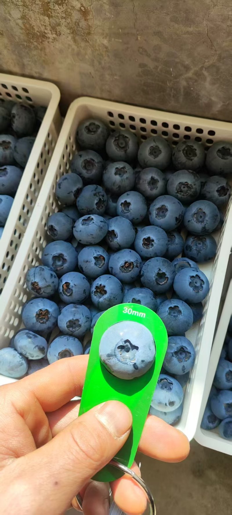 特级蓝莓L25L11F6T品种齐全质量保障全国可发