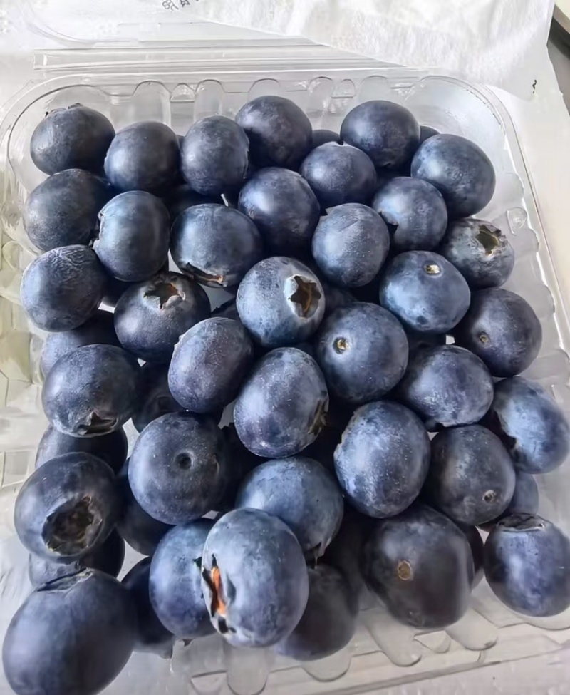 特级蓝莓L25L11F6T品种齐全质量保障全国可发