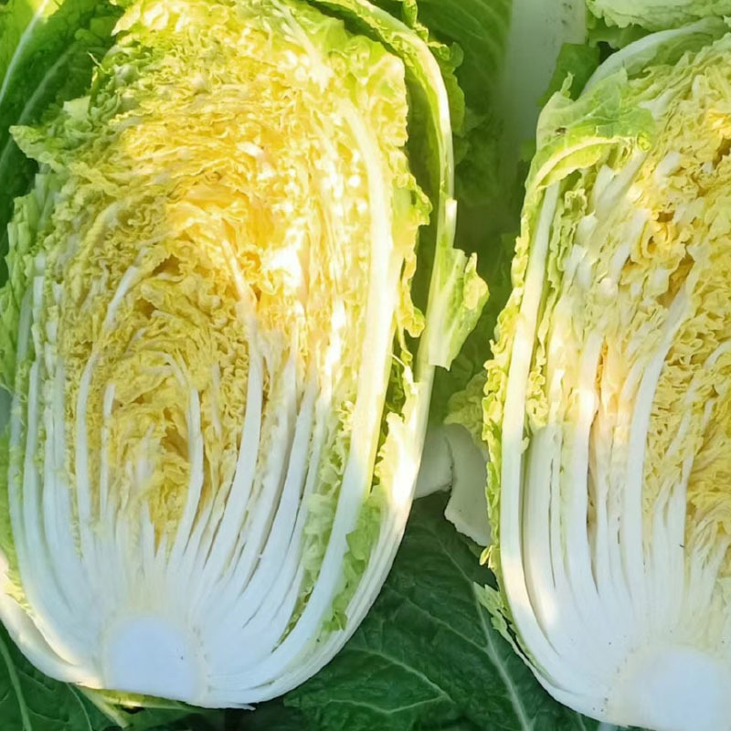 梅锦大白菜种籽黄芯早熟不易抽薹易栽培丰产抗病原装正品白菜
