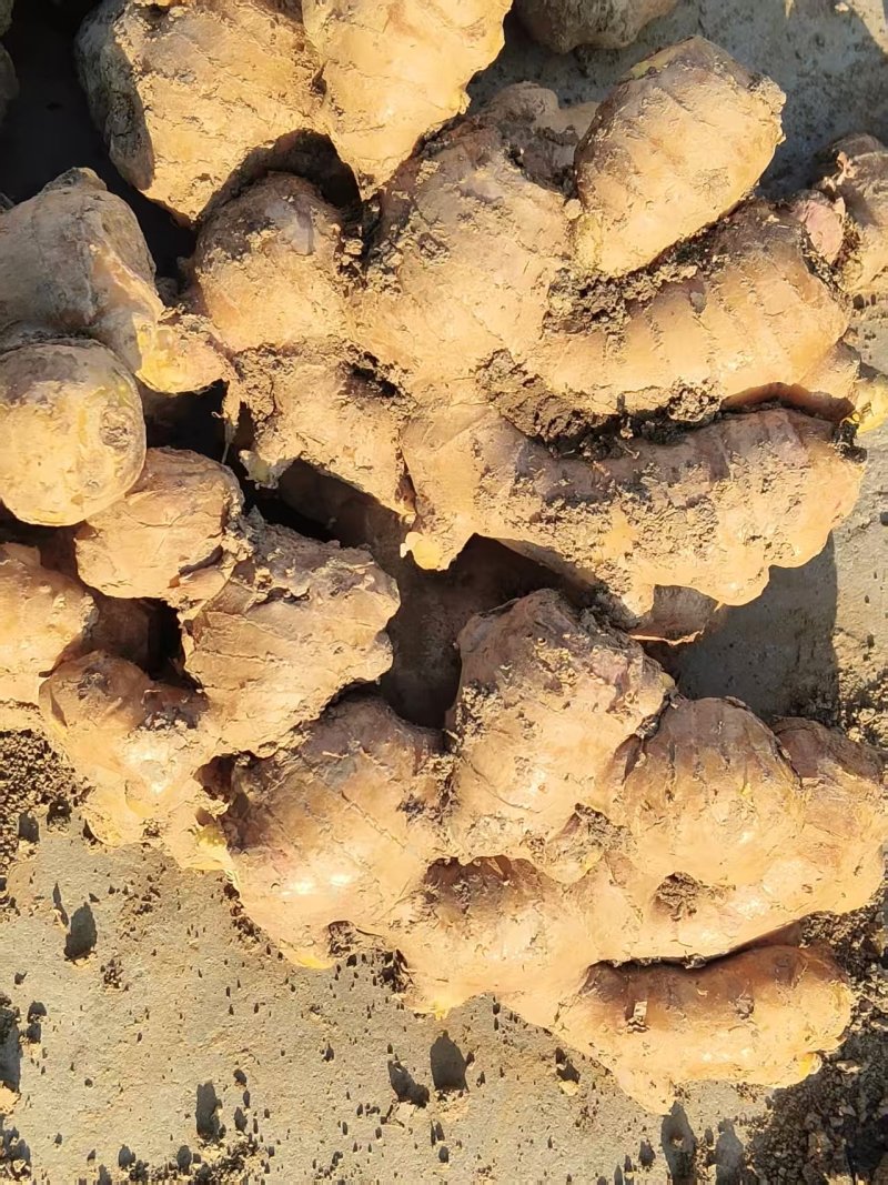 大姜老姜产地一手货源稳定对接批发团购量大从优