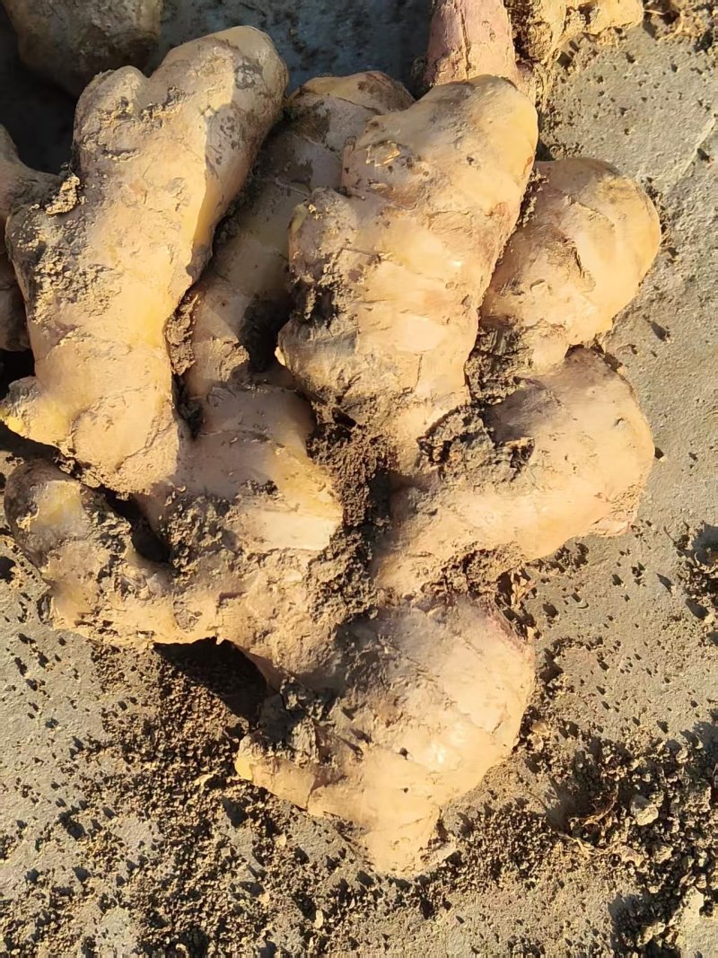 大姜老姜产地一手货源稳定对接批发团购量大从优