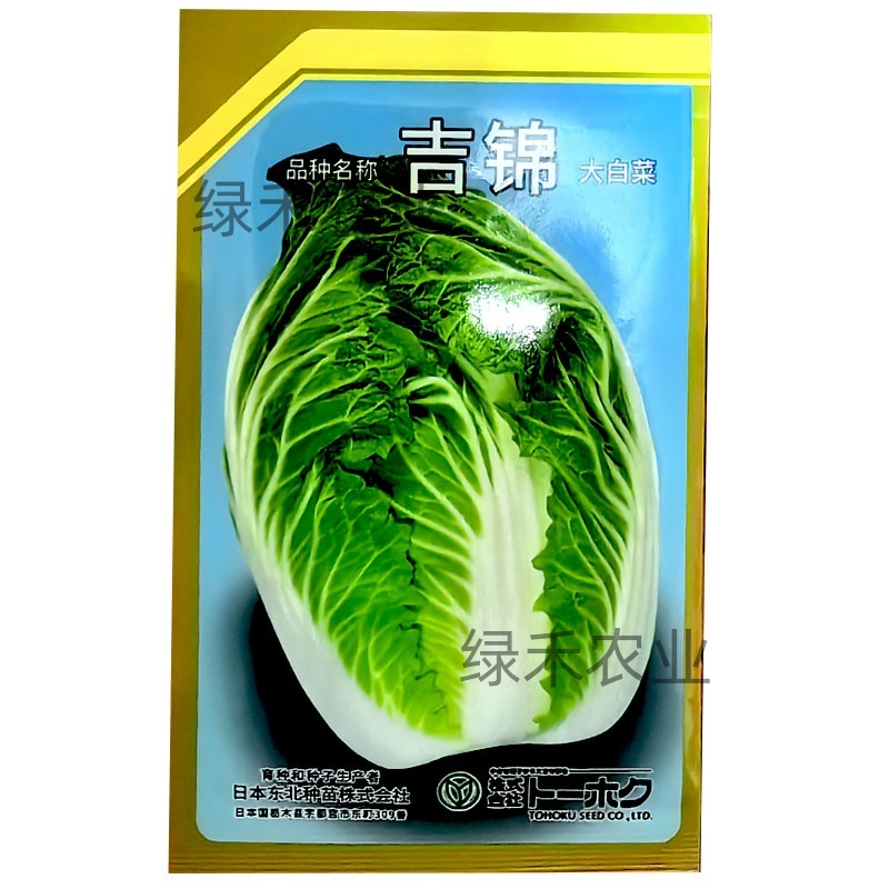 吉锦大白菜种子进口种孑早春越冬大白菜种籽抗寒耐低耐抽苔