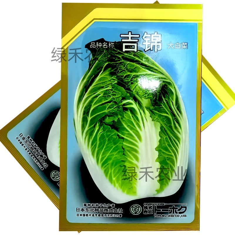 吉锦大白菜种子进口种孑早春越冬大白菜种籽抗寒耐低耐抽苔