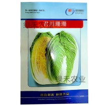 黄心白菜种子君川珊珊白菜种籽春季基地种植大白菜种