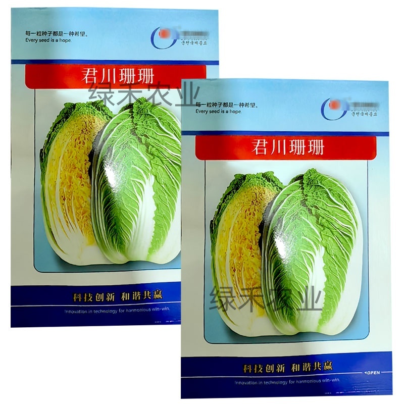 黄心白菜种子君川珊珊白菜种籽春季基地种植大白菜种