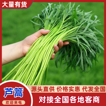 江苏精品芦篙产地直销品质保证量大从优对接市场商超