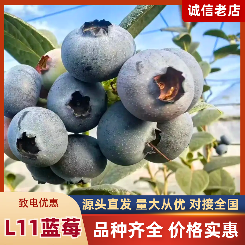 莒县精品L11蓝莓香甜可口种植基地直发对接商超档口