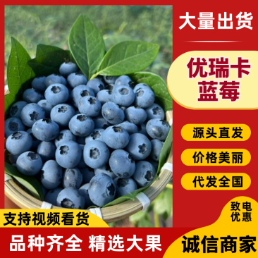 特级蓝莓L25L11F6T品种齐全质量保障全国可发